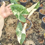 Алоказия BLACK STEM