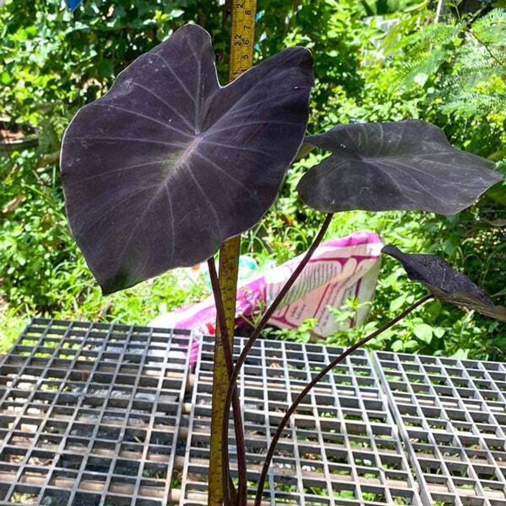 Колоказия JUBILEE