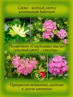 Пеларгония Счастливая мысль Хеппи Тач