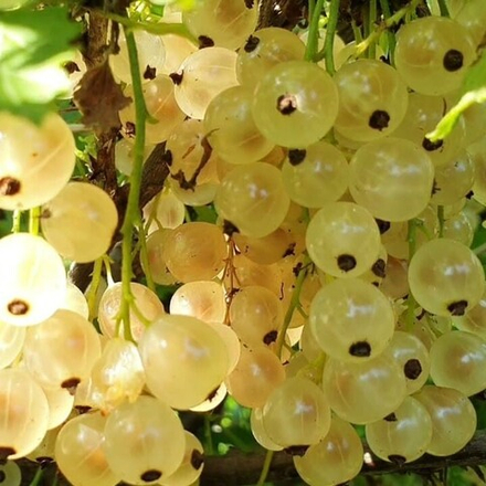 Смородина белая Снежана