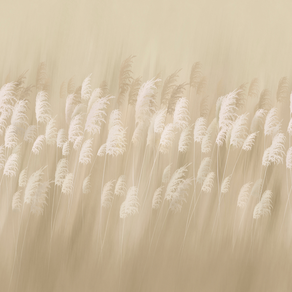 Коллекция Flower dreams 2