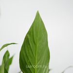 Спатифиллум Бинго Купидо 19/80