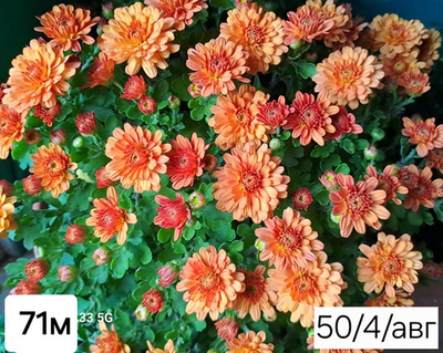 САЖЕНЦЫ ХРИЗАНТЕМЫ МУЛЬТИФЛОРА ПЕРСИКОВАЯ №71