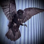 Чучело ворона