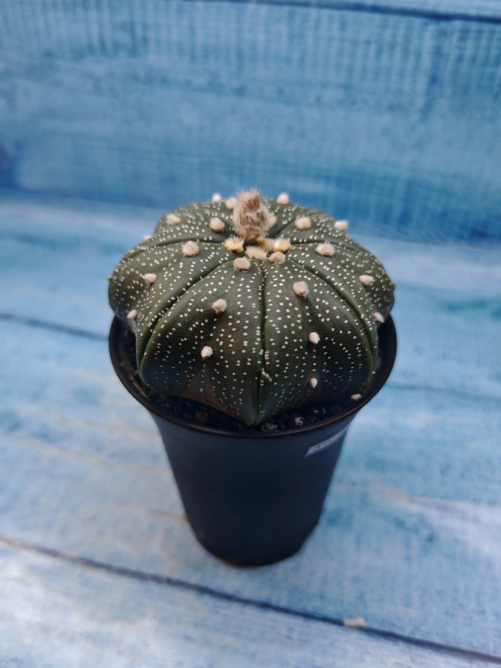 Astrophytum Asterias (Астрофитум)