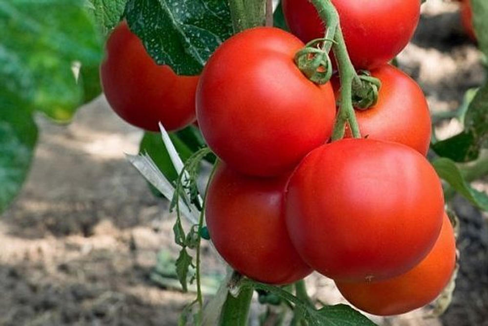 Капитан F1 семена томата детерминантного (ПОИСК)