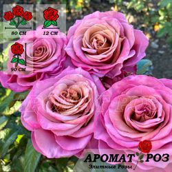 Сингл Малт (Single Malt)