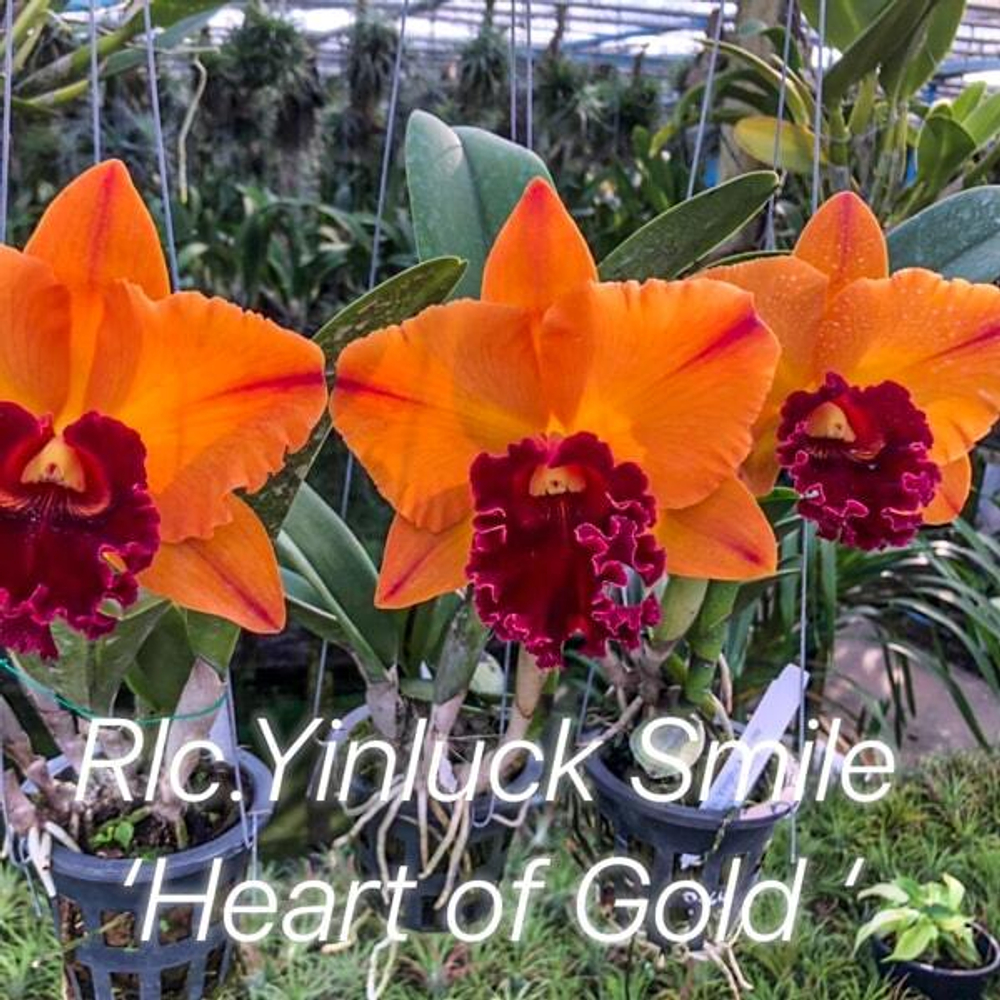 Орхидея ринхолелиокаттлея RLC. YINLUCK SMILE HEART OF GOLD