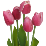 Цветочная композиция «Весенняя рапсодия» 10*26см Тюльпаны фиолетовые