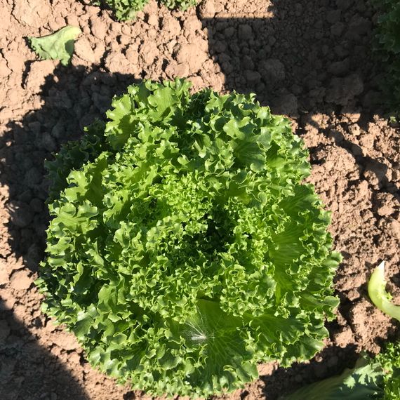 ЛАЛИК семена салата Rijk Zwaan отзывы