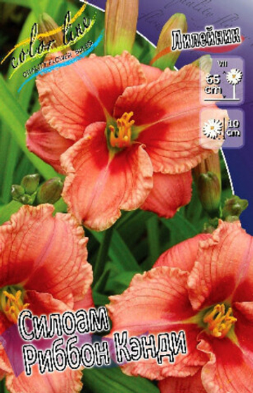 Лилейник Силоам Риббон Кэнди
