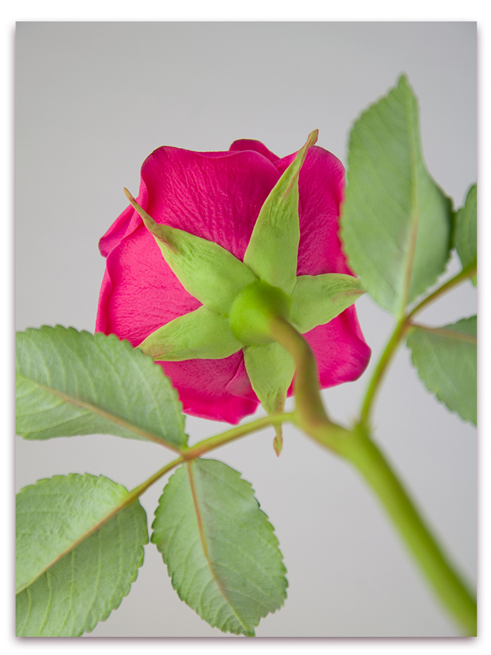 Чашелистик розы. Вайнер + каттеры