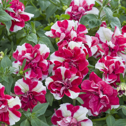 ЕВРО Петуния Tumbelina Compact Scarlet Ripple укорененный черенок ОКС февраль 26 Kohen