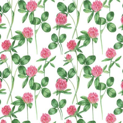 Клевер на белом фоне