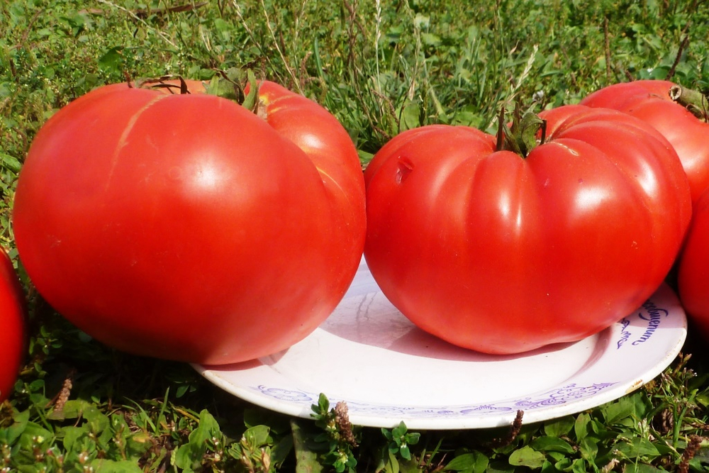 Помидоры 1884