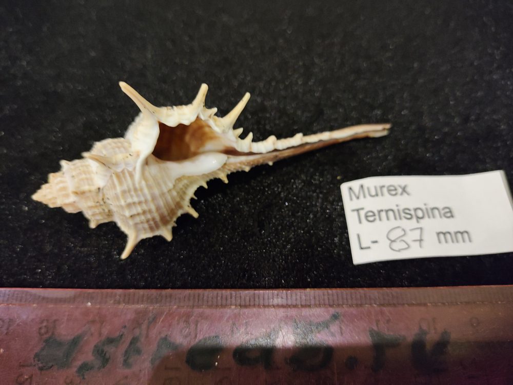 Мурекс Терниспайн