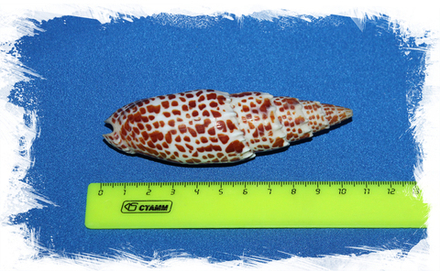 Папская Митра, 9-11см, 1шт