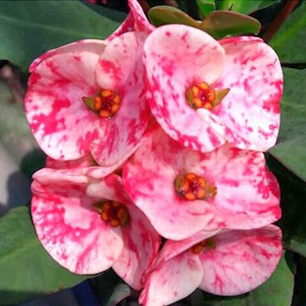 Эуфорбия Миля MANGEE SRISUK