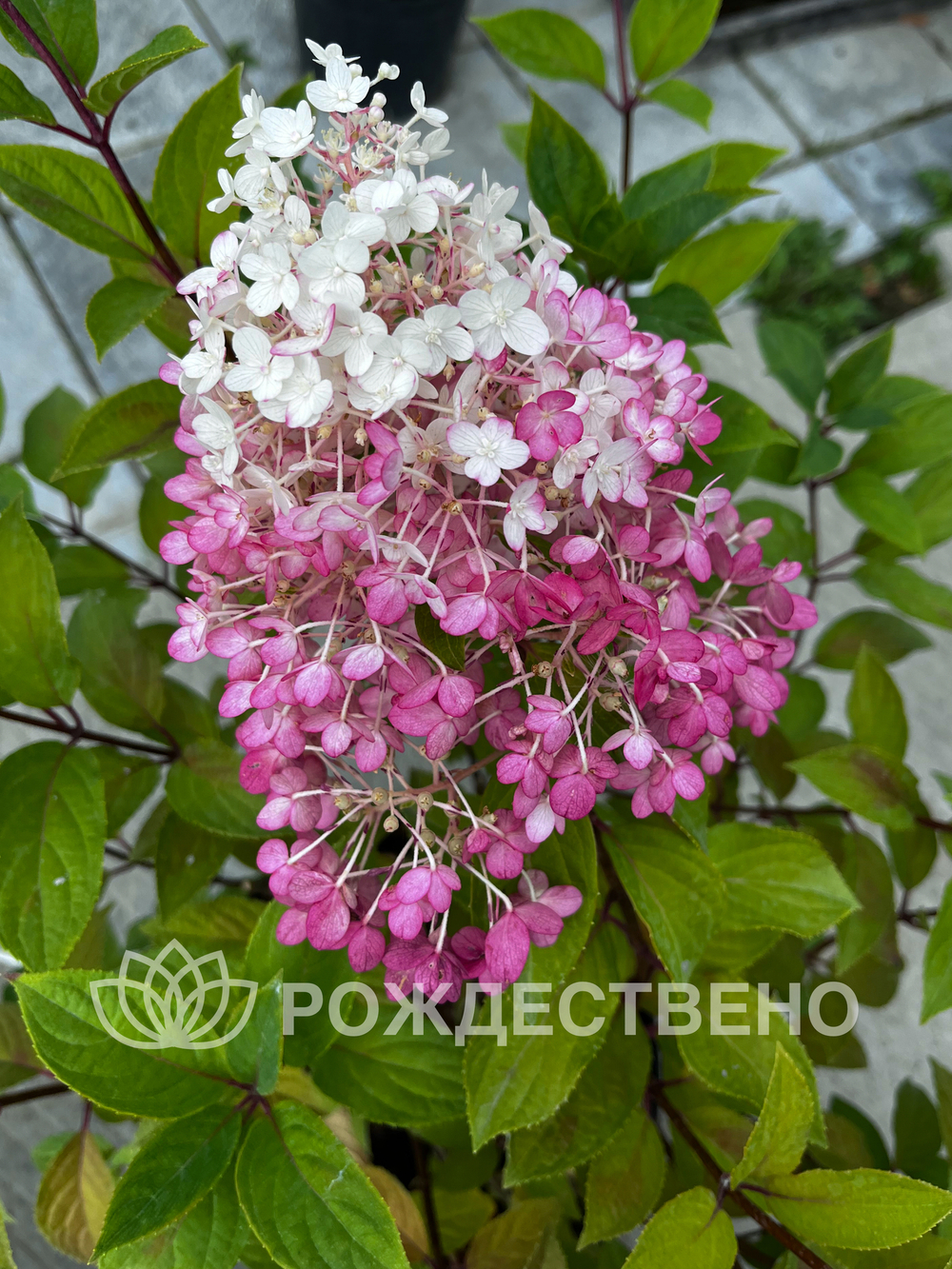 Гортензия метельчатая Строберри Блоссом