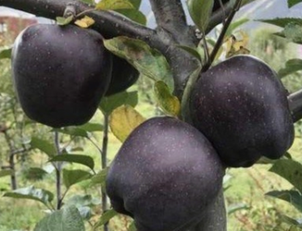 Яблоня Черный бриллиант ЗКС контейнер 7,5л, 2-3 летний саженец май 26