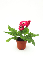 Гербера, диаметр 12