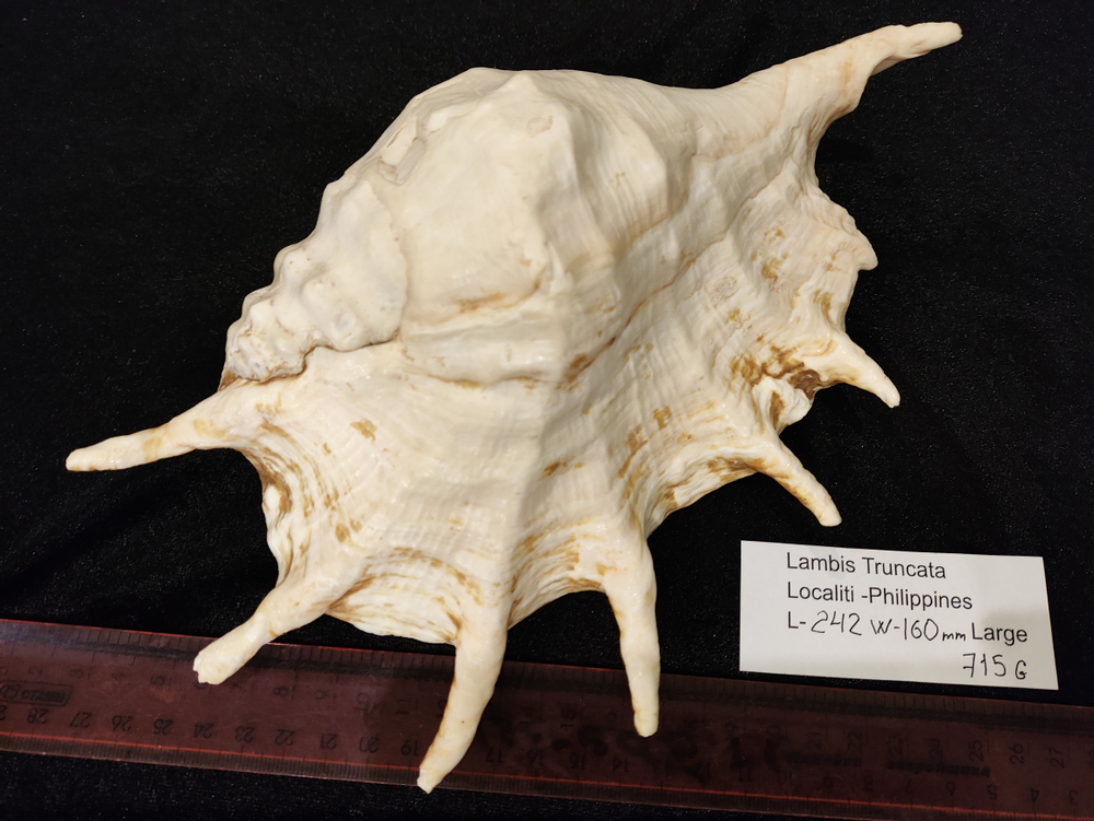 Лямбис Трунката