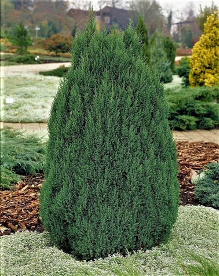 Можжевельник китайский Стрикта С80 300-350