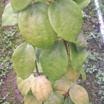 Хойя PENTAPHLEBIA