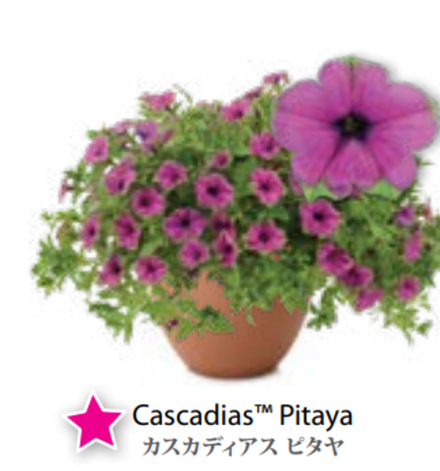 ЕВРО Petunia Cascadias Pitaya укорененный черенок февраль 26 DAN