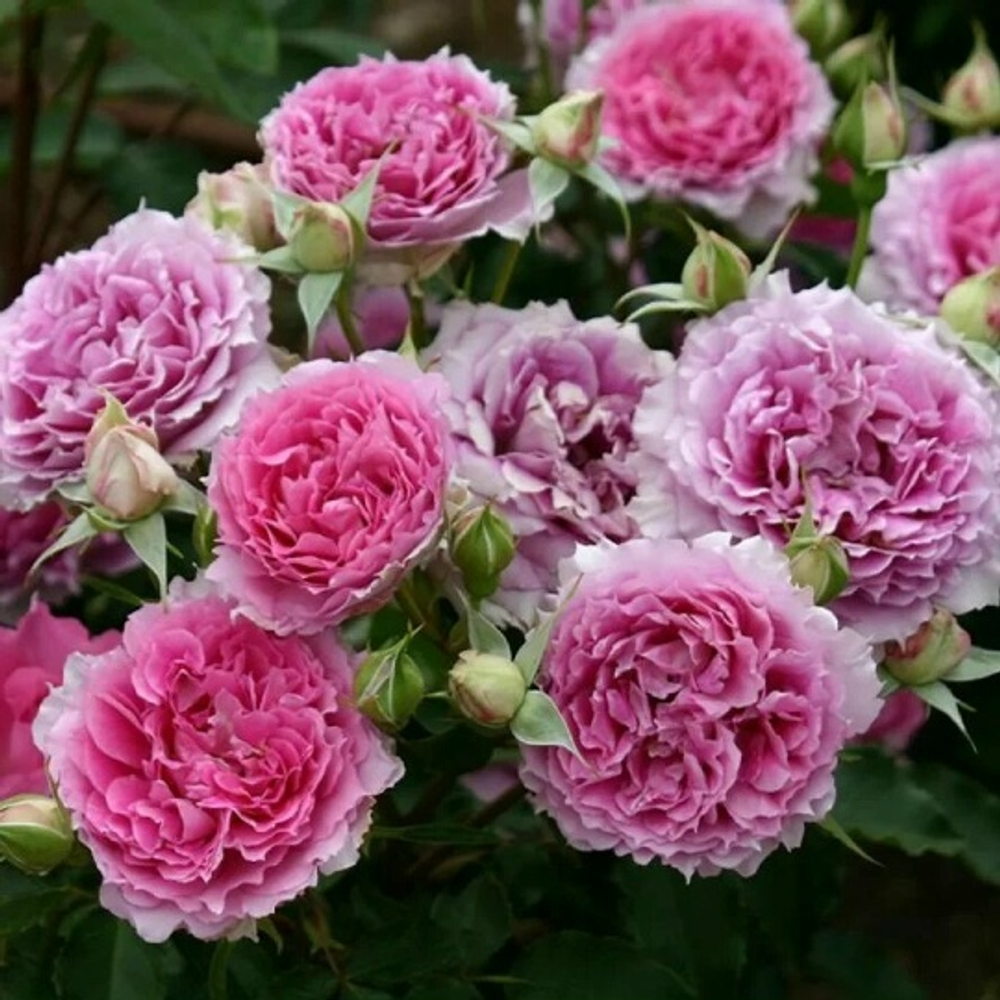 Роза на Штамбе Шехерезада