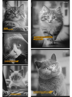 Тетрадь А5 48л. клетка "Забавные коты-5" 5 дизайнов (Проф-Пресс)