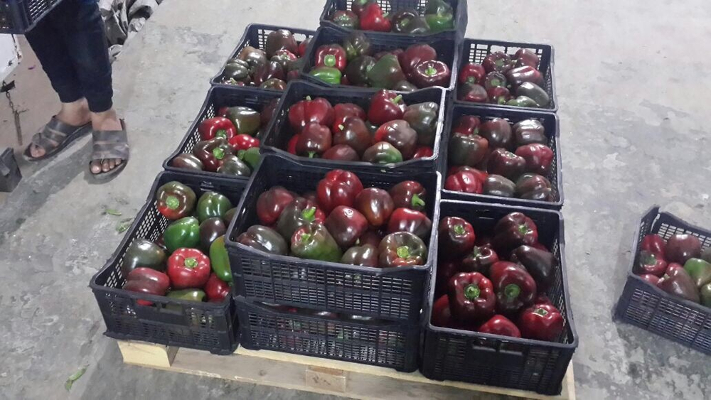 болгарский красный перец. зеленый перец, желтый перец- Египет