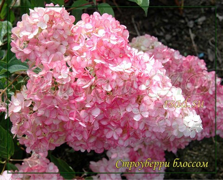 Гортензия метельчатая Строуберри Блоссом- Цветок Клубники (Strawberry Blossom)