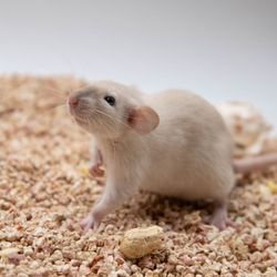 Кукурузный наполнитель для грызунов, рептилий, птиц "Мохнатые супергерои"