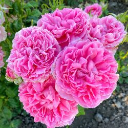 Принцесса Мейко (Princess Meiko)