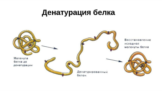 Модель "Структура белка"