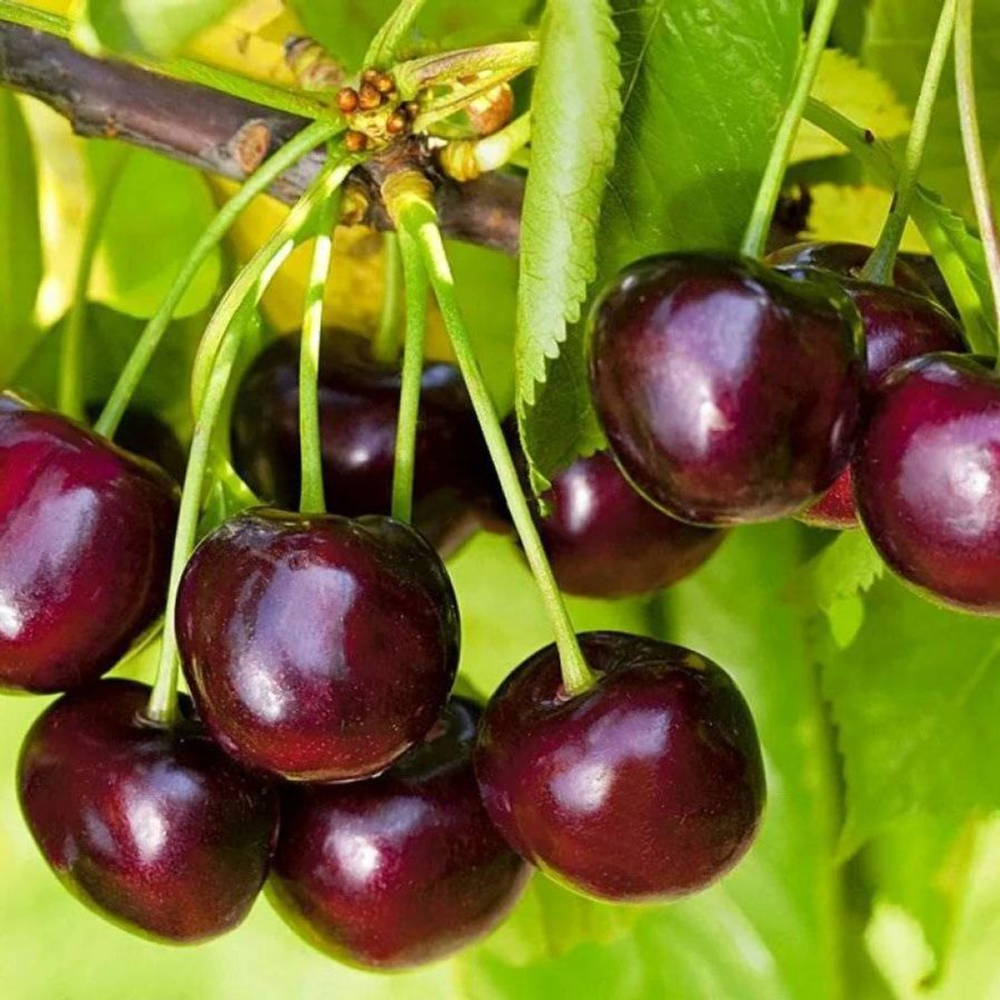 Черешня Ипуть (7-летняя)