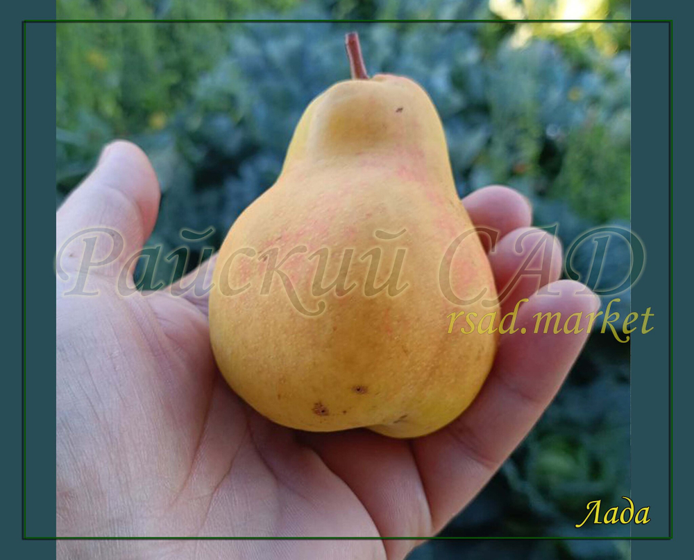 Груша Лада