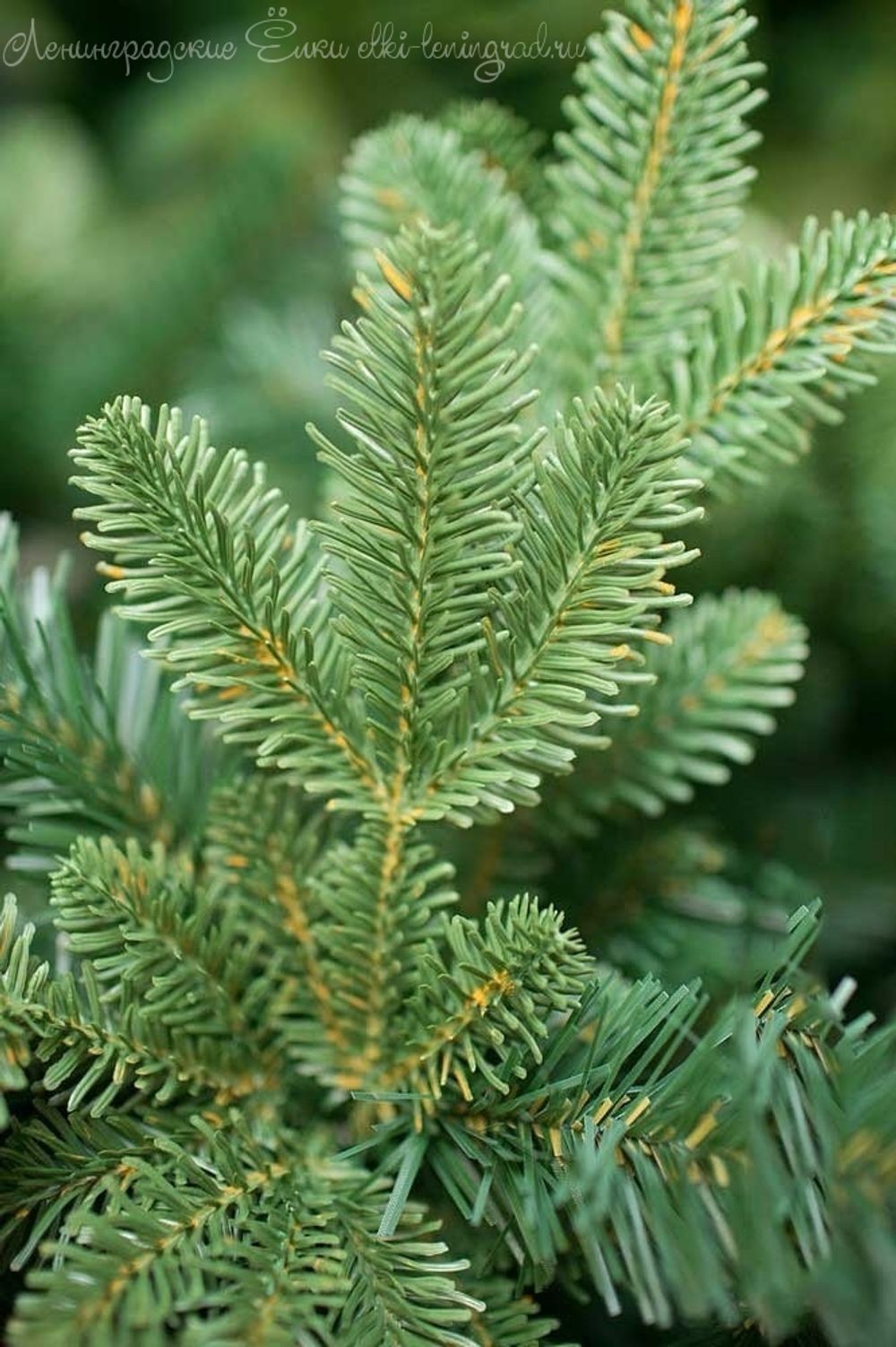 Искусственная ель «Барокко» (Литая+пвх) 150 см / 1.5 м