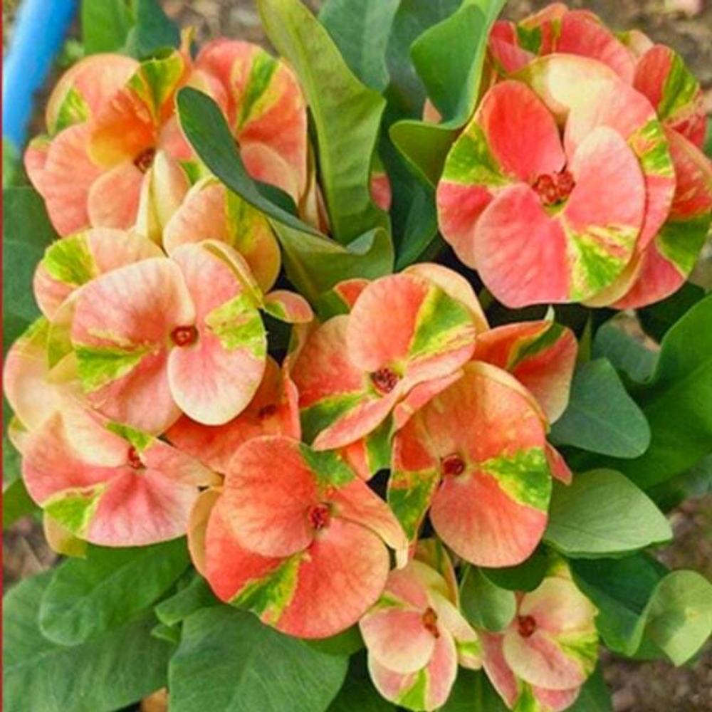 Эуфорбия Миля LOOK AROON