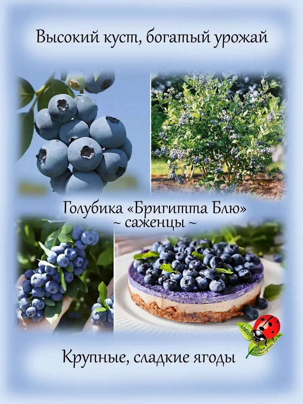 Голубика Бригитта Блю