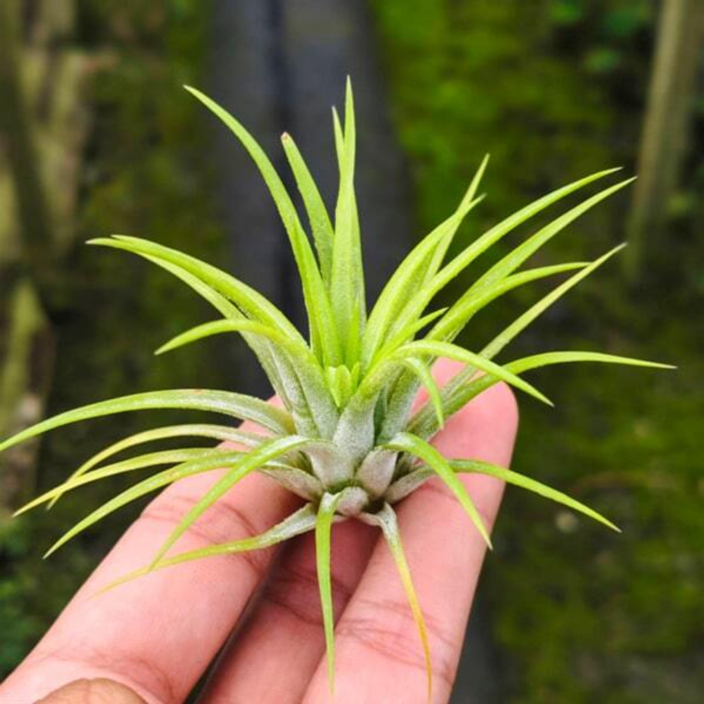 Тилландсия ionantha Green Snow R
