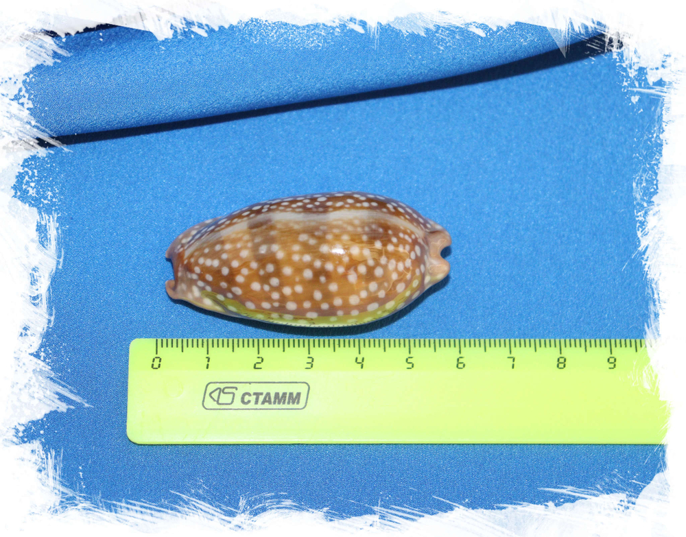 ципрея цервинетта размер