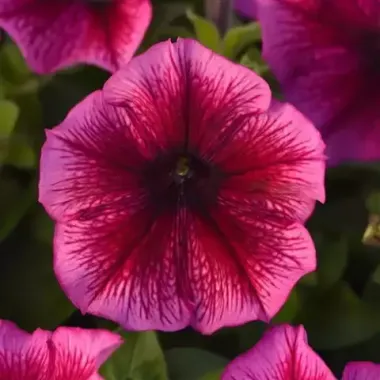 S60210 Петуния кустовая Multiflora MIRAGE PLUM 100 шт.