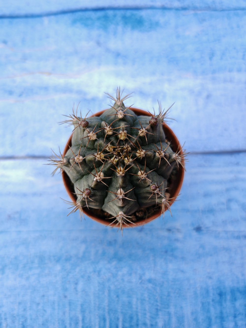 Gymnocalycium Friedrichii (Гимнокалициум)