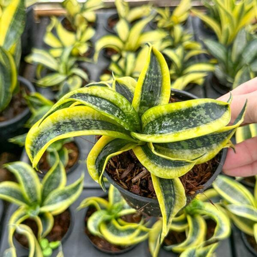 Сансевиерия TSUNAMI