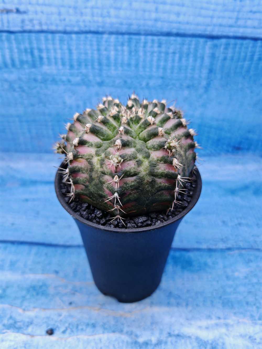 Gymnocalycium T-Rex Pink hybride (Гимнокалициум T-rex)