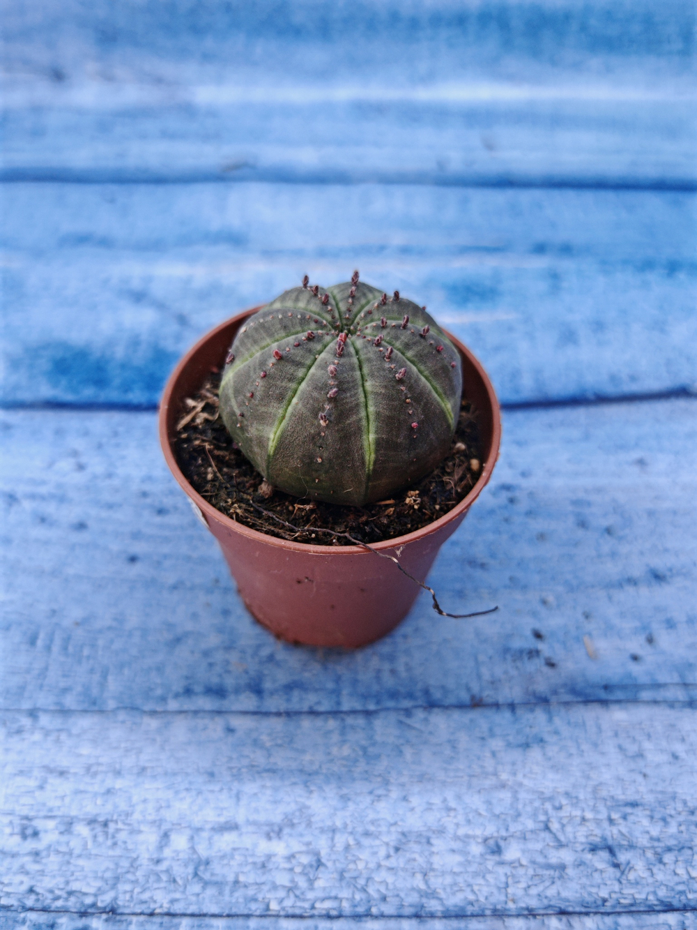 Euphorbia Obesa (Эуфорбия)