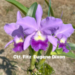 Орхидея цикатонея CCT. FITZ EUGENE DIXON