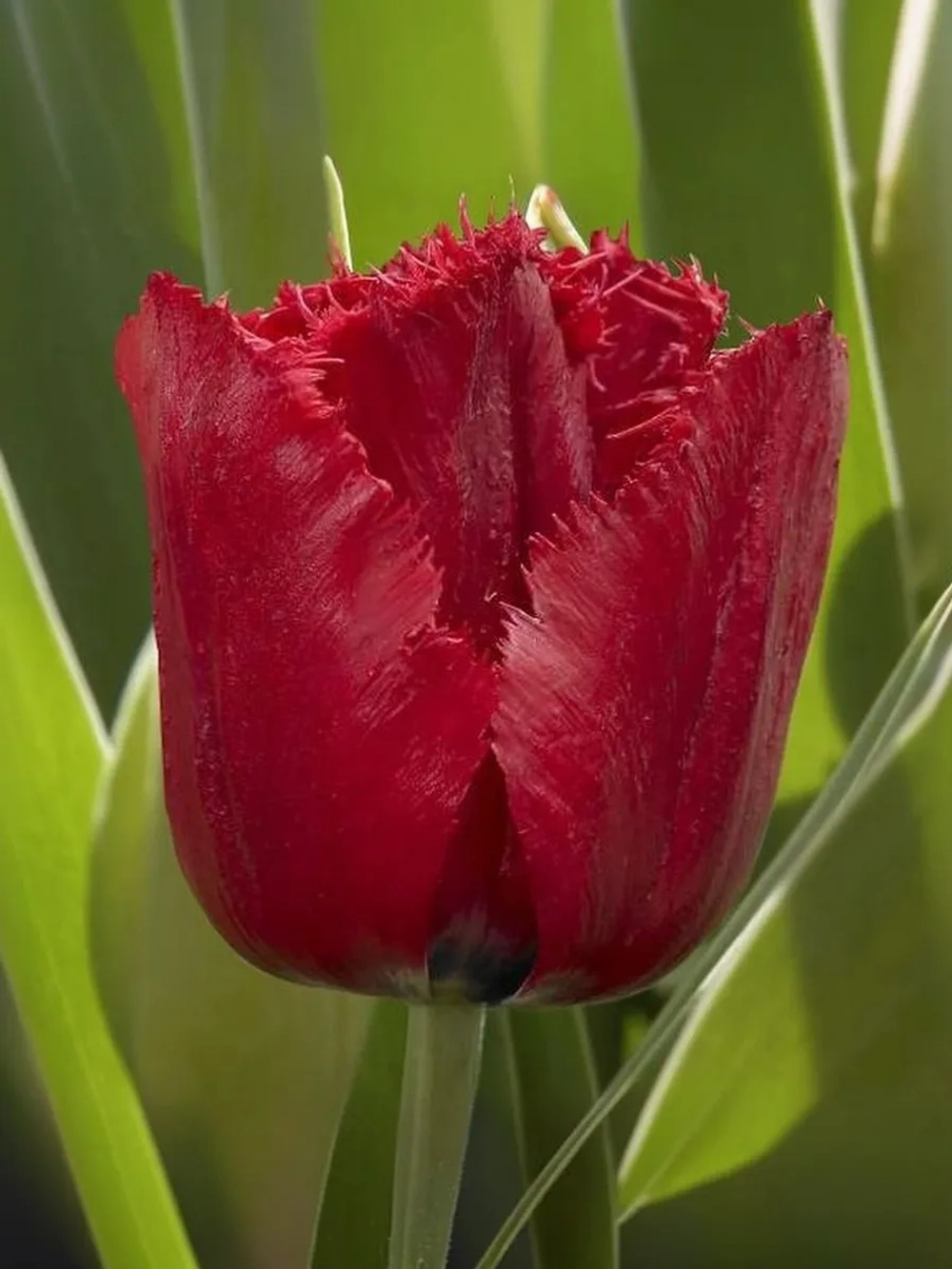 Тюльпан Бахромчатый Версачи